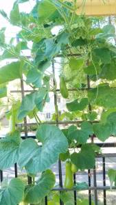 Opo Squash / lauki / sorakkai plant laden with fruits on organic balcony garden
